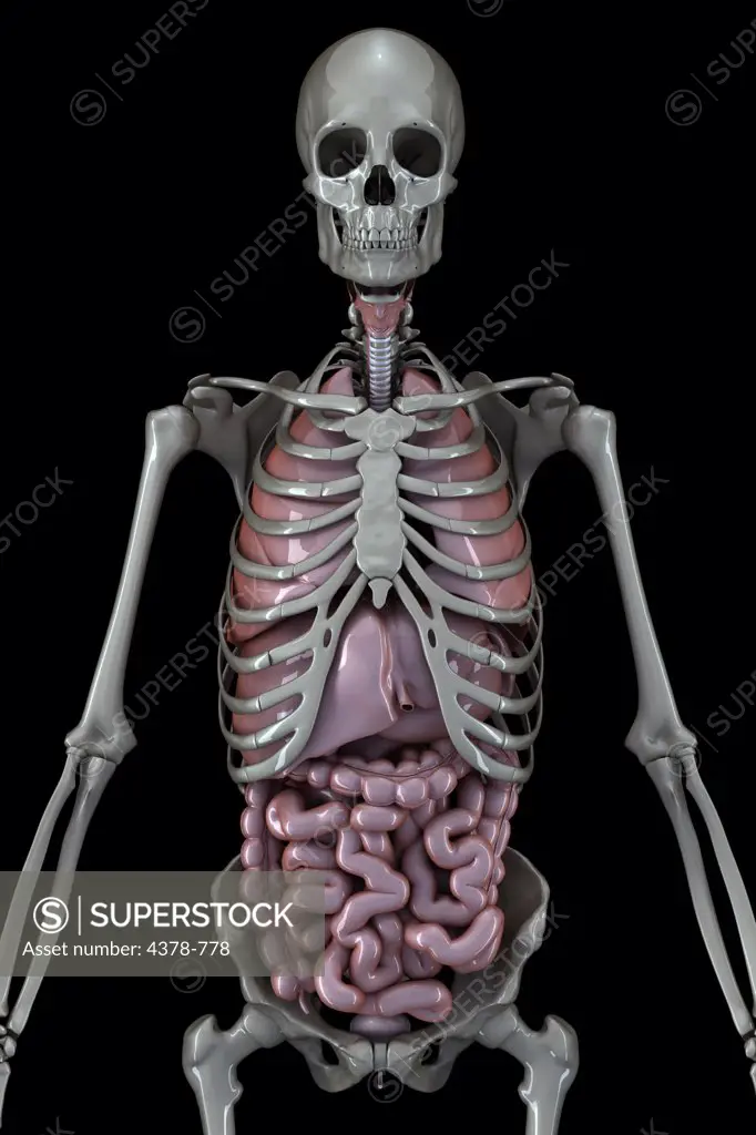 Metallic human skeleton and organs of the trunk viewed from the front.