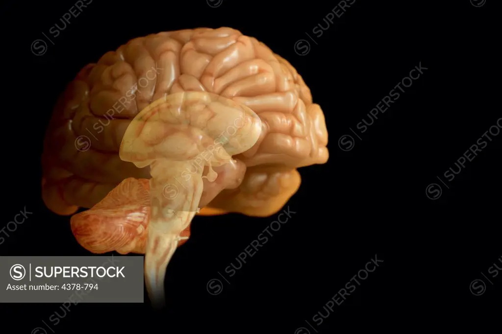 Human brain isolated which is transparent showing the midbrain and brain stem within.