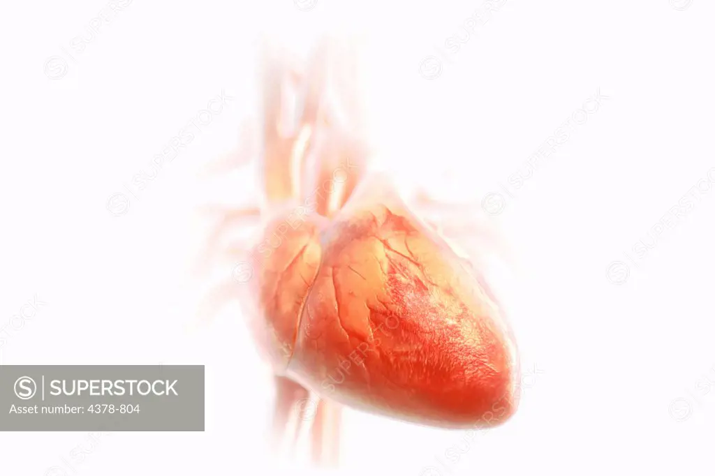 Human heart viewed from the front.