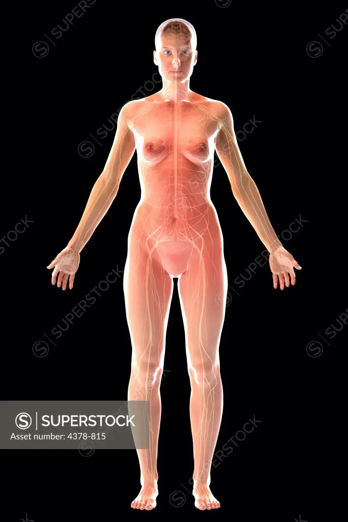 The nervous system (female) of the full body viewed from the front.
