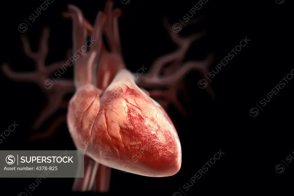 Human heart viewed from the front.