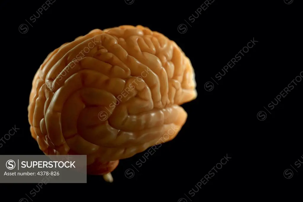 Human brain isolated viewed from a rear three-quarter view.