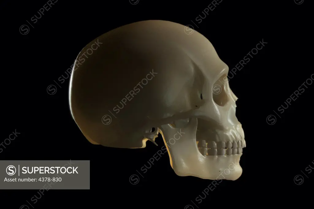 The human skull as seen from a side view. The skull has a wax like appearance.