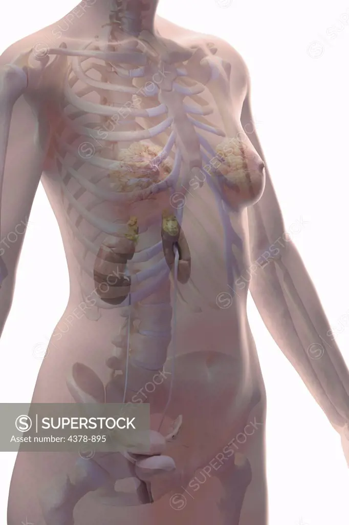The urinary system (female)within the body viewed from a three-quarter view. The skeleton is also present.