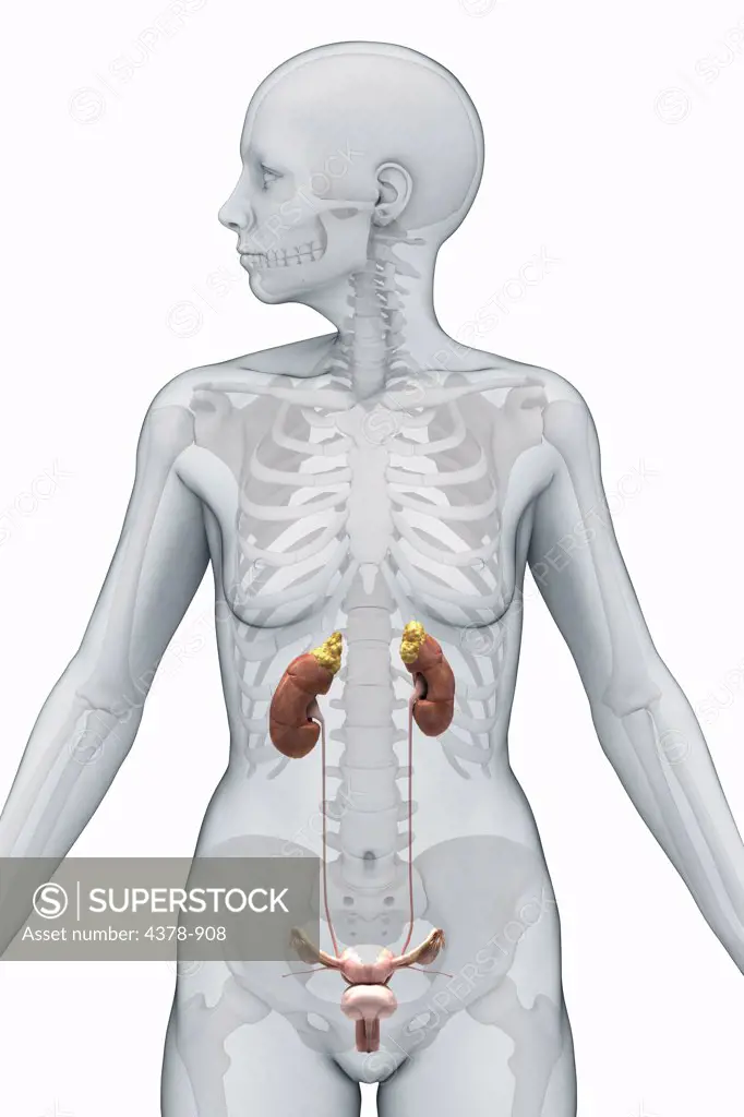 The urinary system (female) within the body viewed from the front. The skeleton is also present.