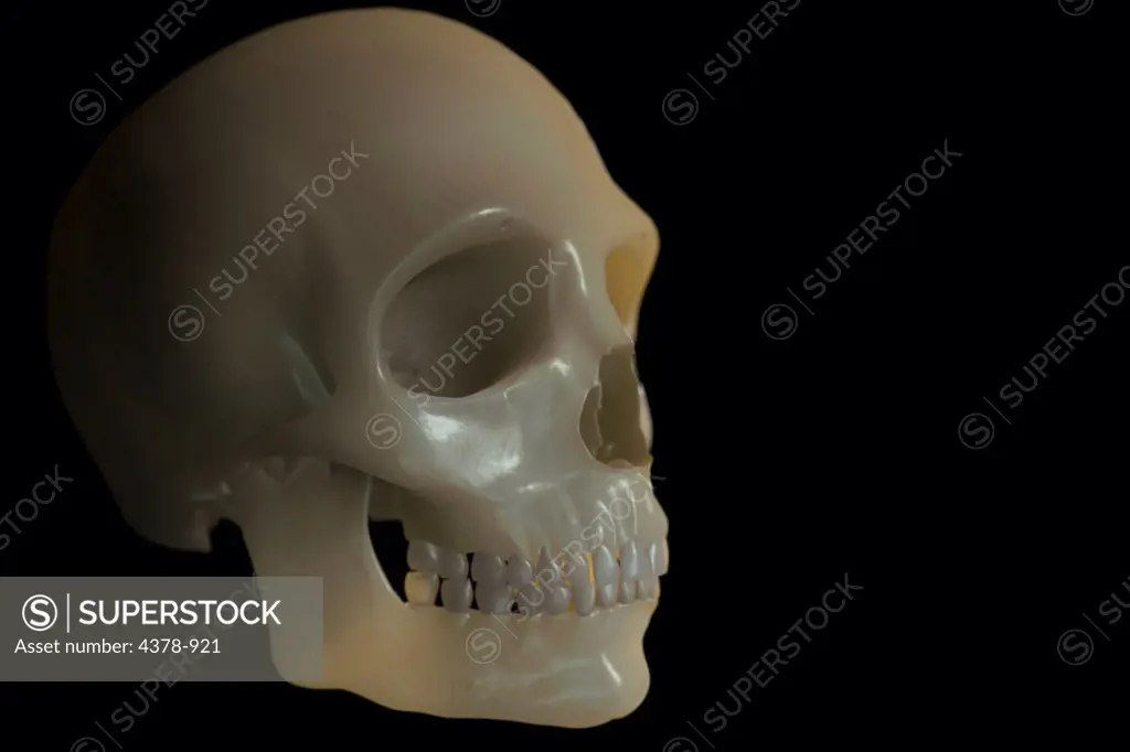 The human skull as seen from a front three quarter view. The skull has a wax like appearance.