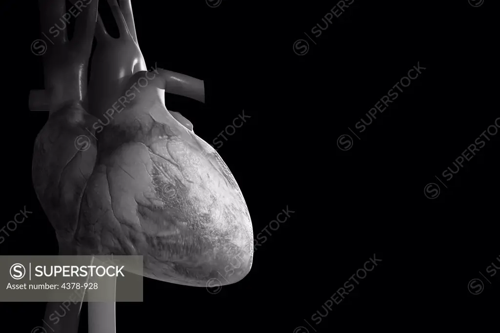 The Human heart viewed from the front in a gray scaled style.