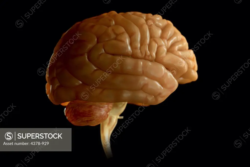 Human brain isolated and viewed from the side.