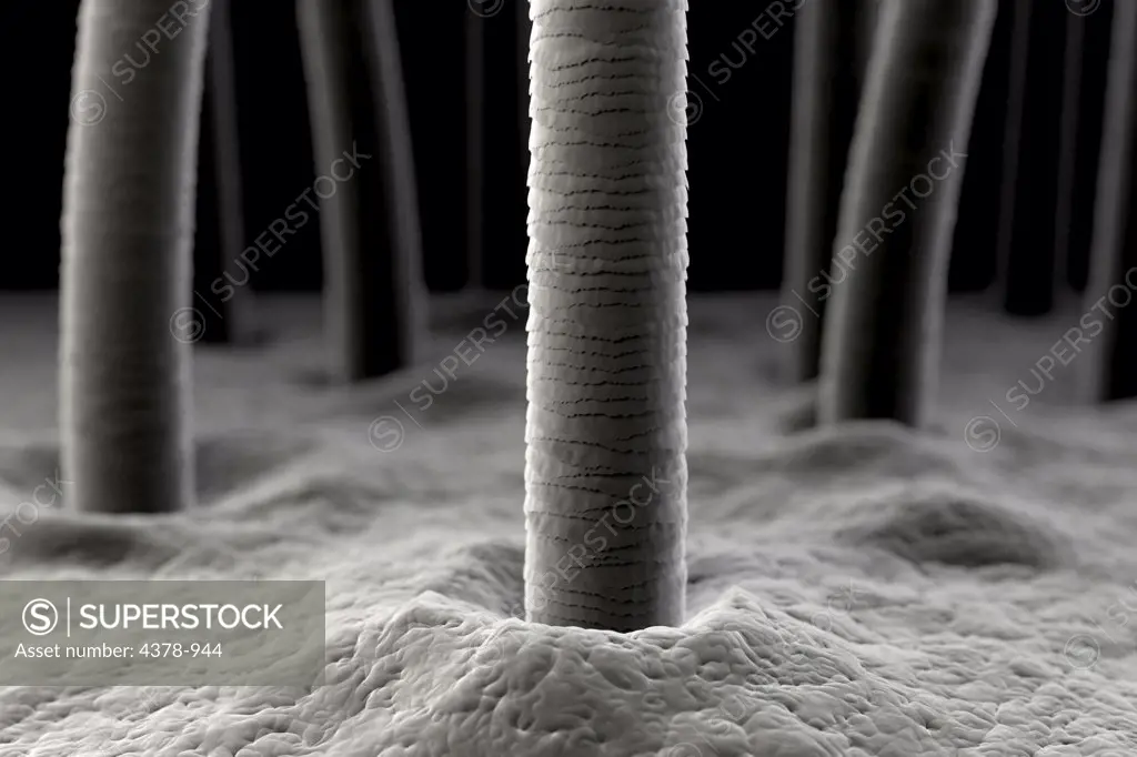 Microscope styled close up view of human skin and hair roots.