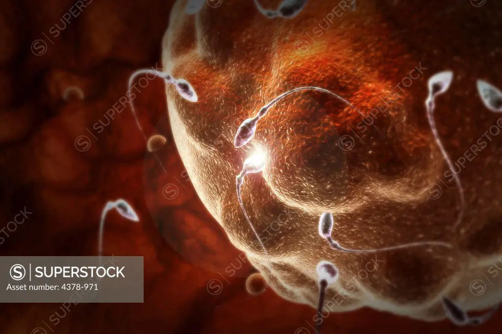 Stylized visualization of a human ovum surrounded by human sperm.