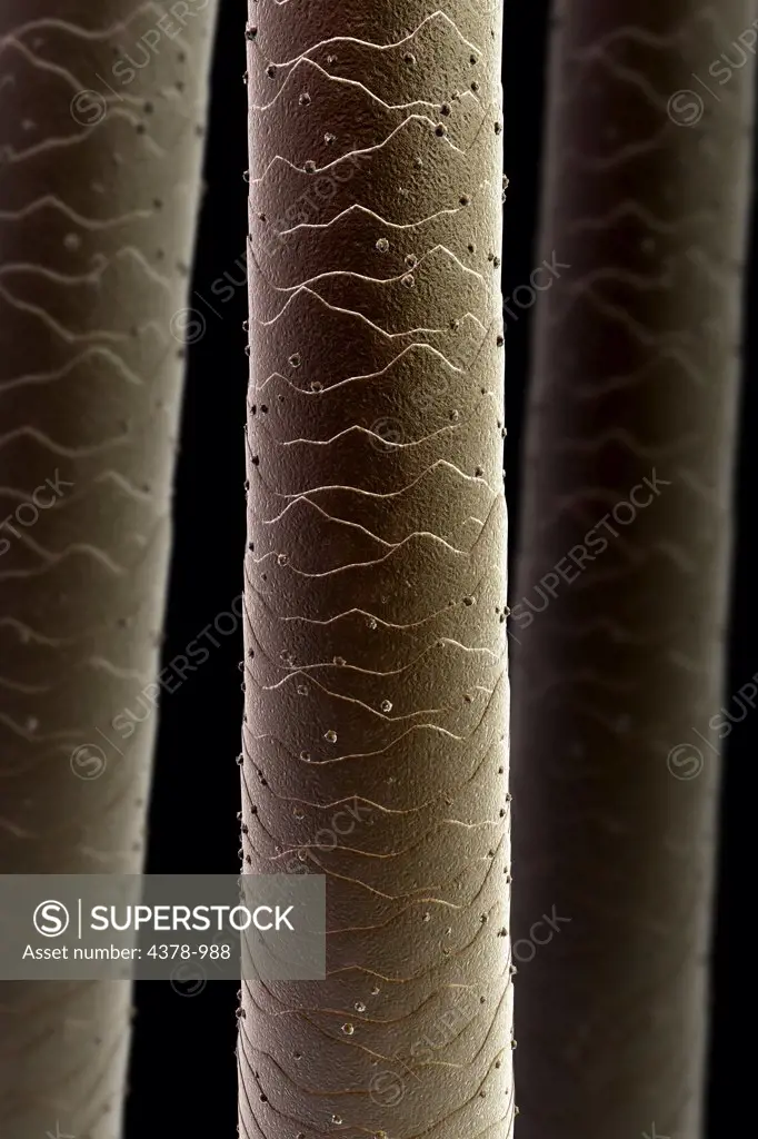 Scanning electromicrograph styled close up of human hair.