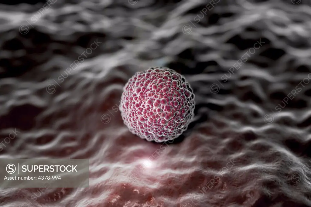 Microscopic styled visualization of a human morula.