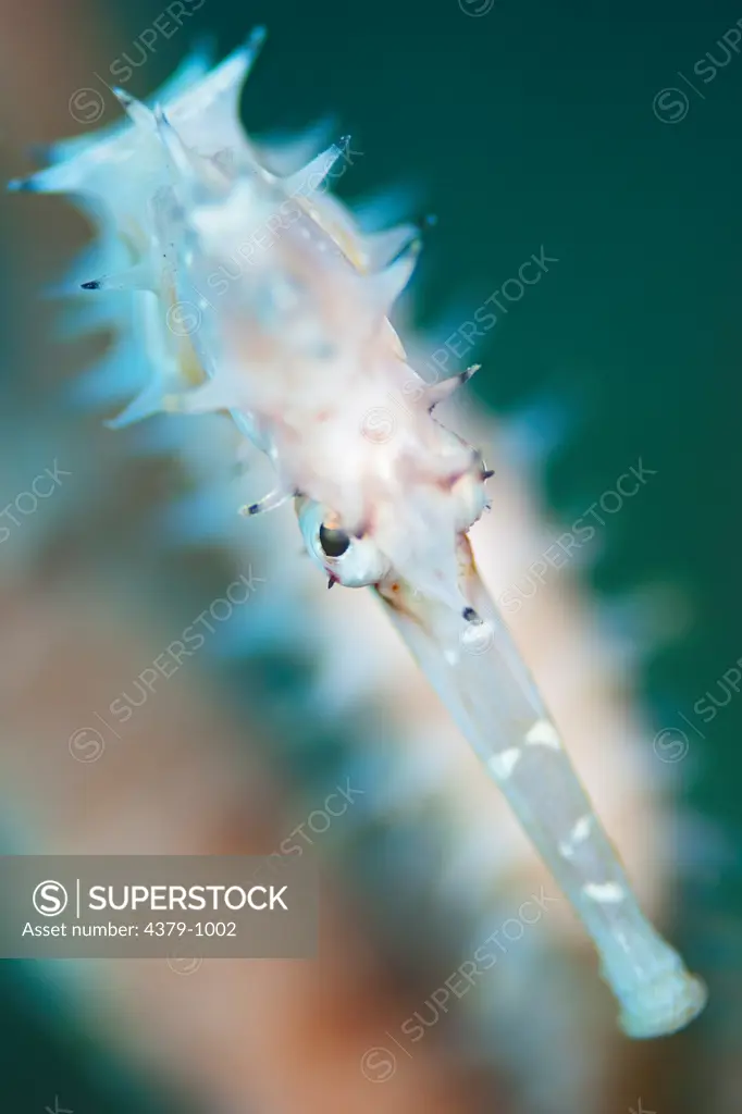 The head of a spiny seahorse (Hippocampus histrix), near Dili, East Timor.