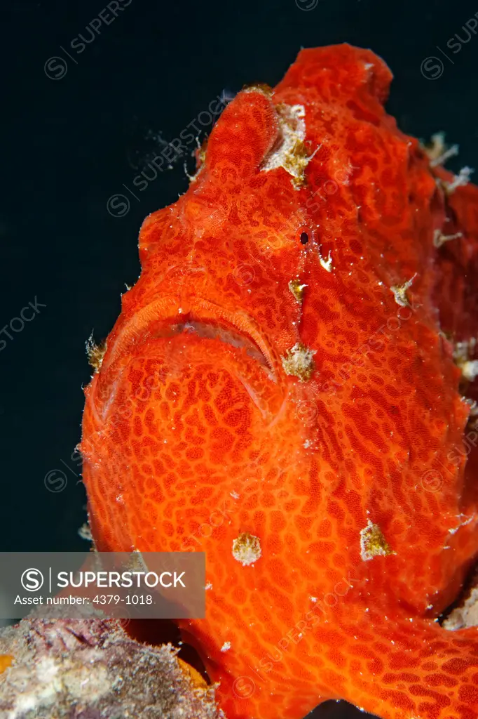 Giant Frogfish, Antennarius commersoni.