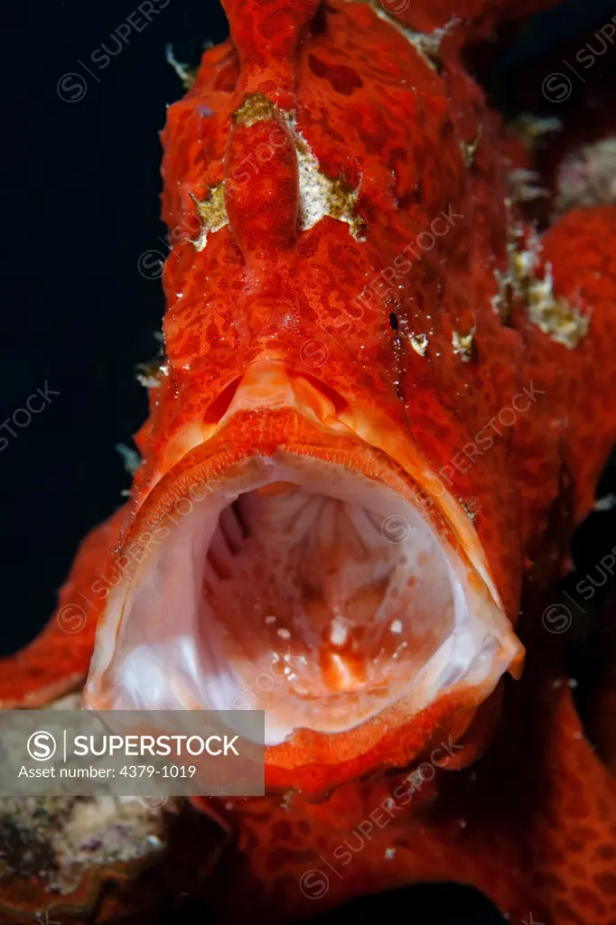 Orange Giant Frogfish, Antennarius commersoni, with mouth wide open.