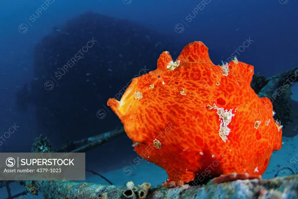 Orange Giant Frogfish, Antennarius commersoni, yawning sequence, The Maldives.