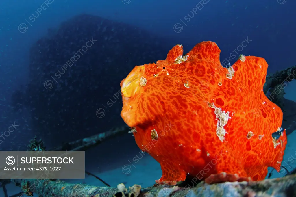 Orange Giant Frogfish, Antennarius commersoni, yawning sequence, The Maldives.