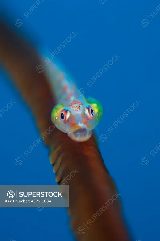 Large Whip Goby, Bryaninops amplus, with parasites in gills, The Maldives.