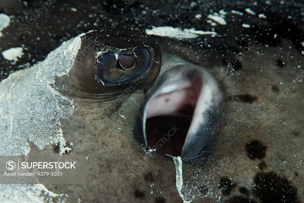 Eye of a Marbled Stingray, Taeniura meyeni, The Maldives.