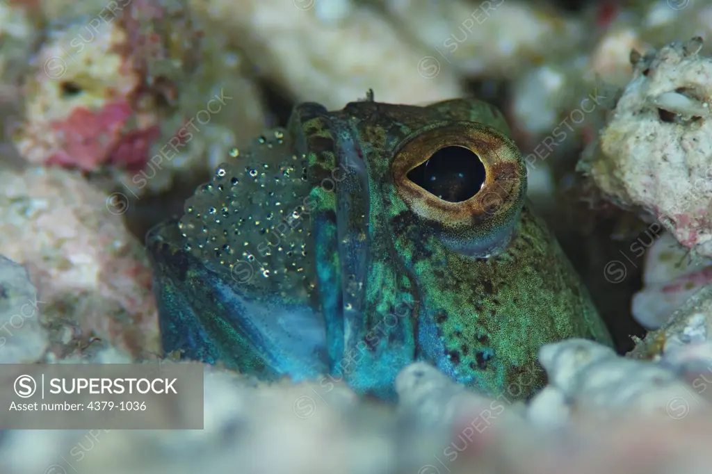 Jawfish, Opistognathus sp., with eggs in its mouth, eyes of spawn visible, The Maldives.
