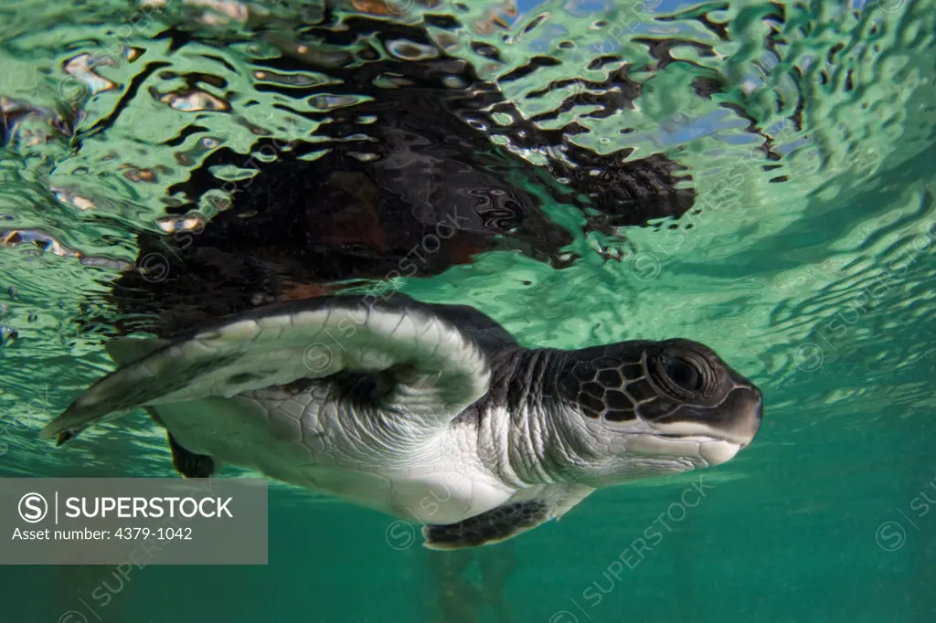 Baby Green Turtle, Chelonia mydas, swimming near the surface, The Maldives.