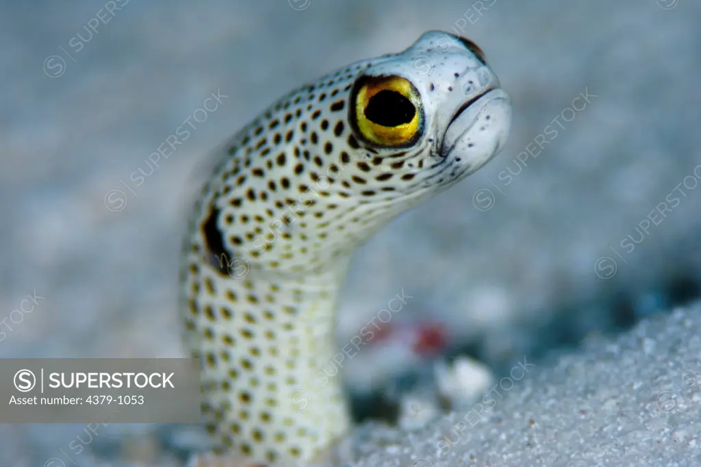 Portrait of a Spotted Garden Eel, Heteroconger hassi, The Maldives.