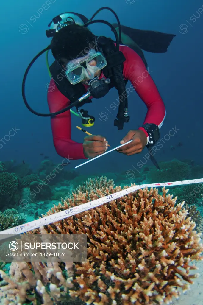 Diver measuring Hard Coral, Acropora sp., Angsana Maldives Ihuru, North Male Atoll, The Maldives.