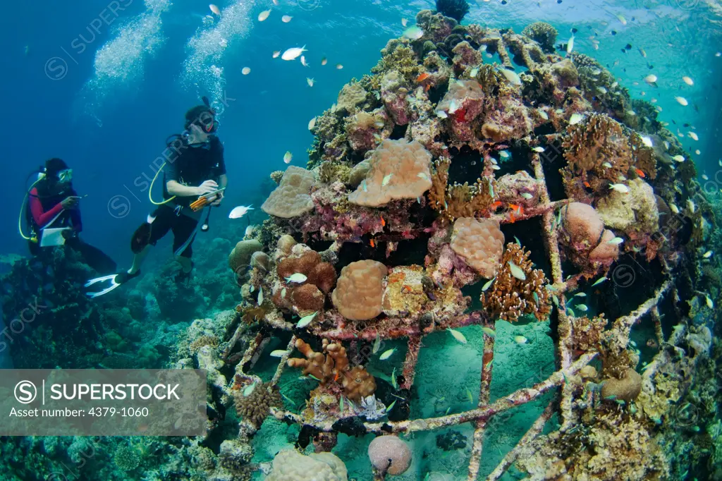 Divers surveying an artificial reef, Ihuru Barnacle Project, Angsana Maldives Ihuru, North Male Atoll, The Maldives.