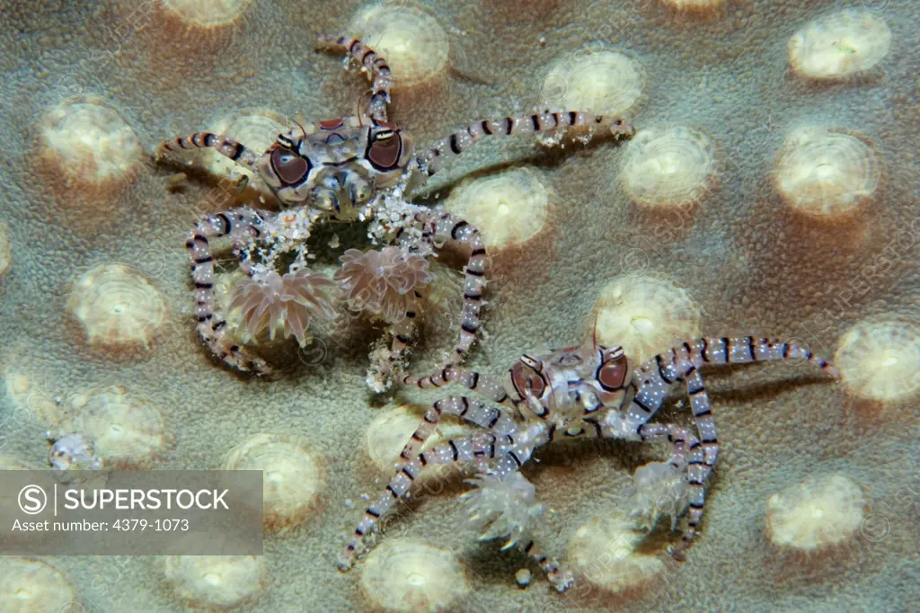 Pair of Boxer Crab, Lybia tesselata, with anemones on claws for defense, Manado, Sulawesi, Indonesia.