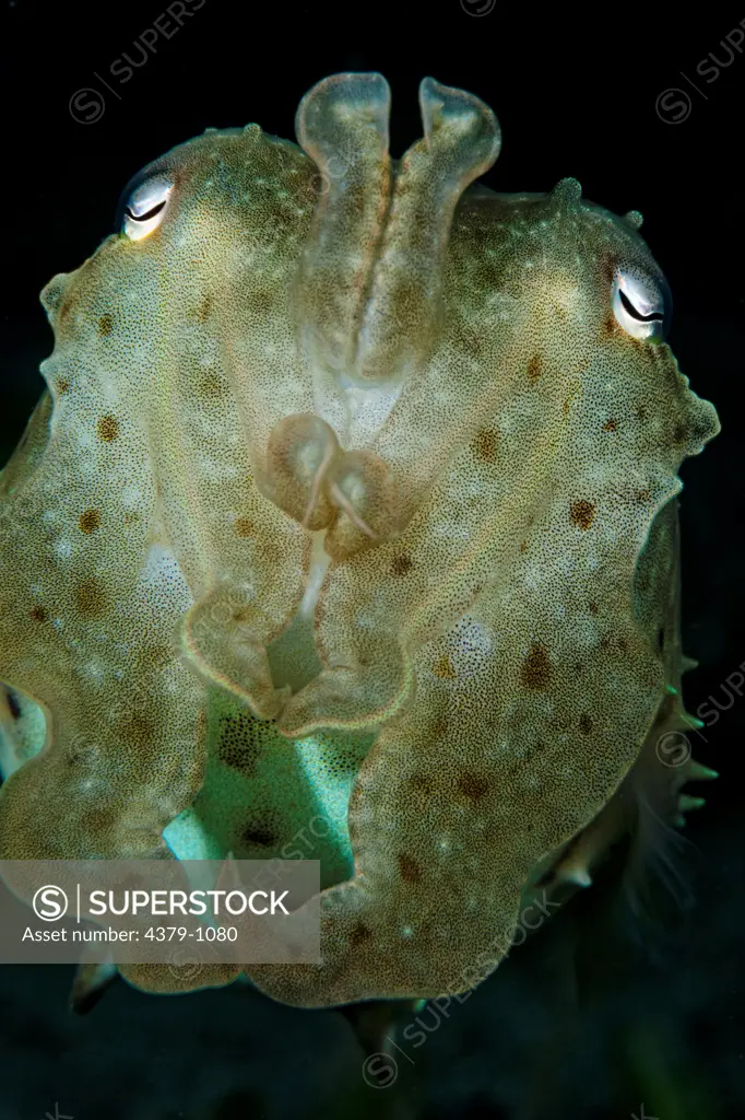Portrait of Broadclub Cuttlefish, Sepia latimanus, Manado, Sulawesi, Indonesia.