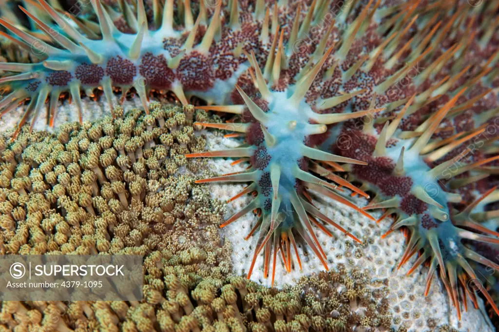 Crown of Thorns Starfish, Acanthaster planci, eating coral, Manado, Sulawesi, Indonesia.