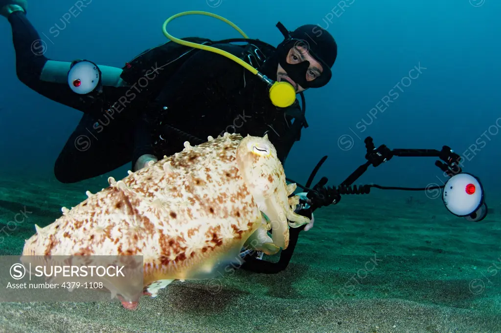 Underwater Photographer with Broadclub Cuttlefish, Sepia latimanus, Manado, Sulawesi, Indonesia.