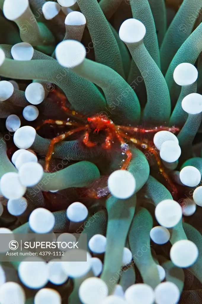 Orangutan Crab, Achaeus japonicus, Manado, Sulawesi, Indonesia.
