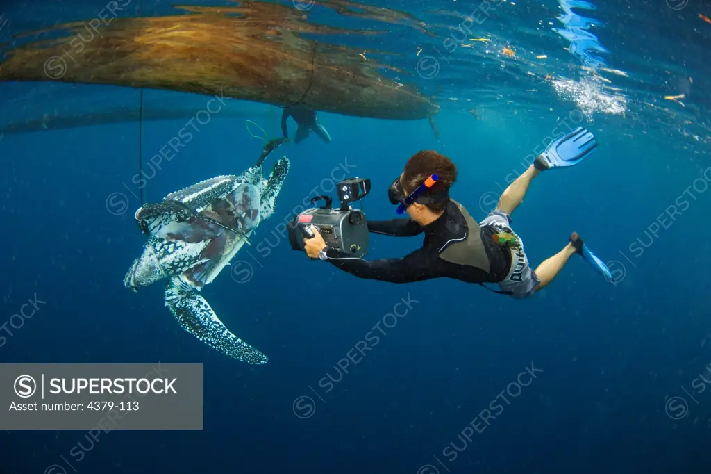 Photographing Dead Leatherback Turtle Floating Underwater