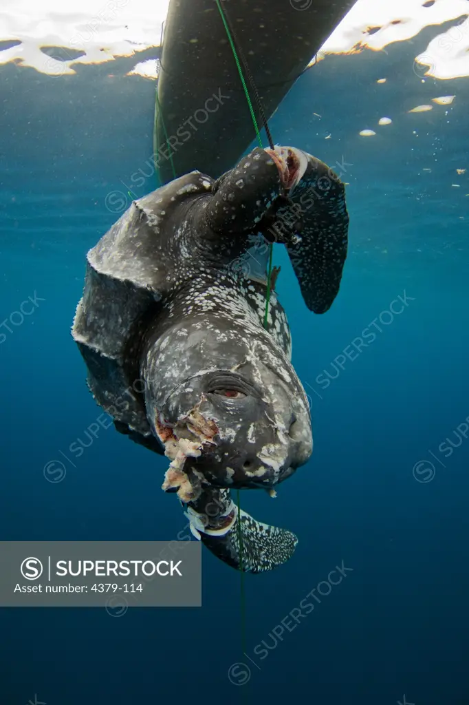 Dead Leatherback Turtle Floating Underwater