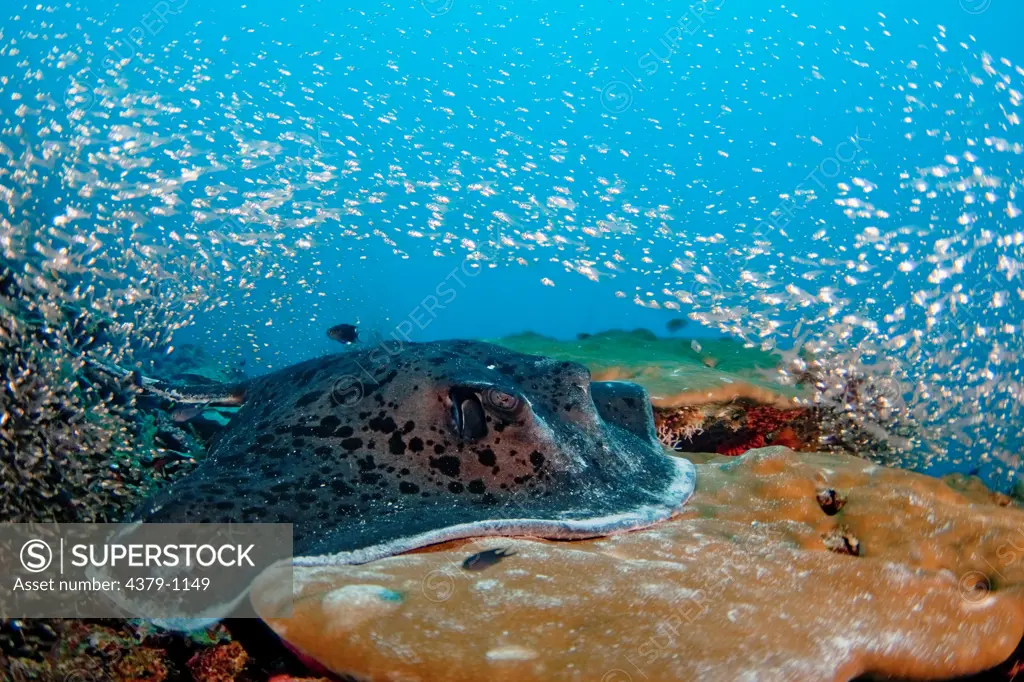 Blotched Fantail Ray Swimming Over Reef