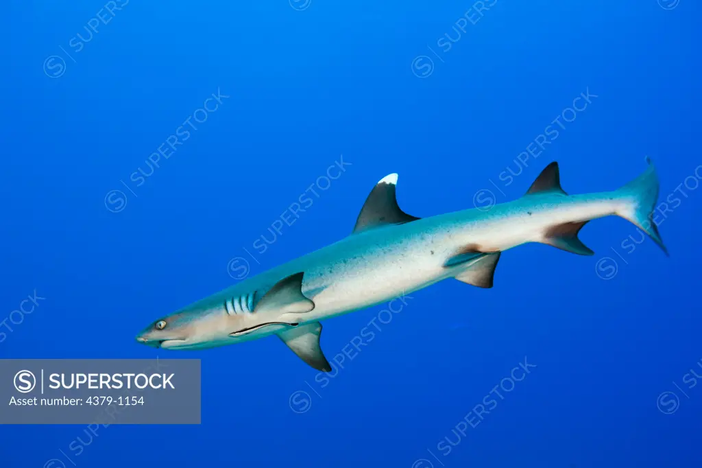 Whitetip Reef Shark Swimming in Open Water