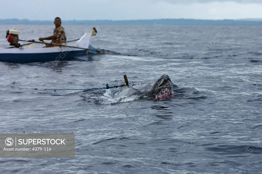 Leatherback Turtle Speared by Fishermen