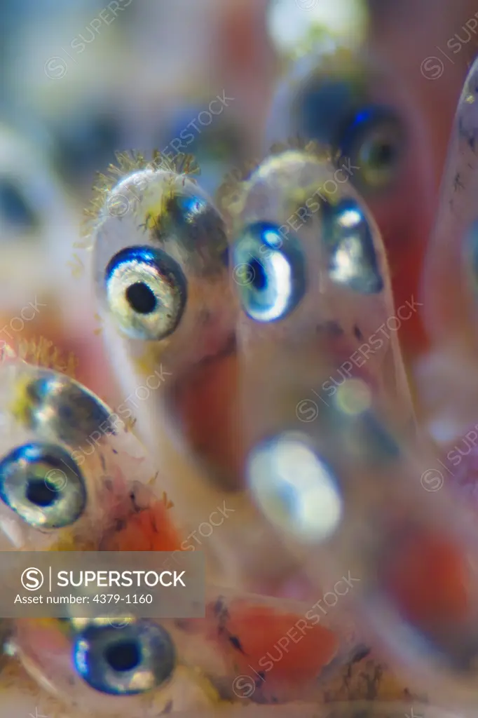 Close-Up of Anemonefish Eggs