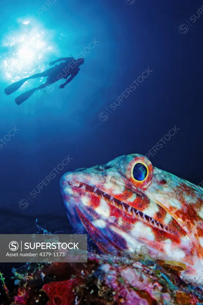 Diver Over Lizardfish