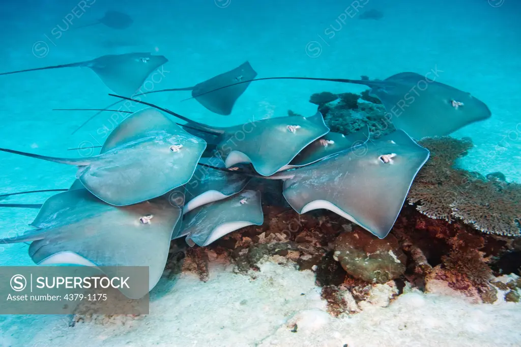 Pink Whiprays in Mating Frenzy