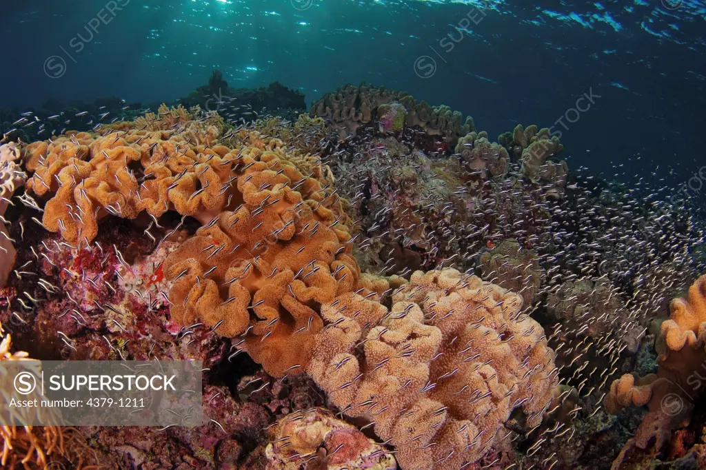Biodiversity of a Coral Reef