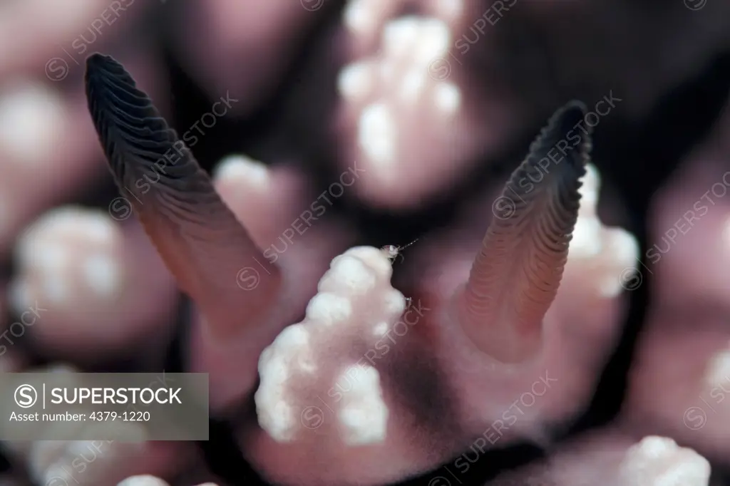 Close-up of Nudibranch and Water Flea