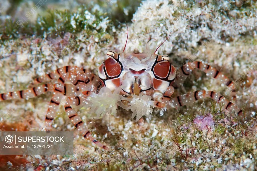 Boxing Crab With Protective Anemones