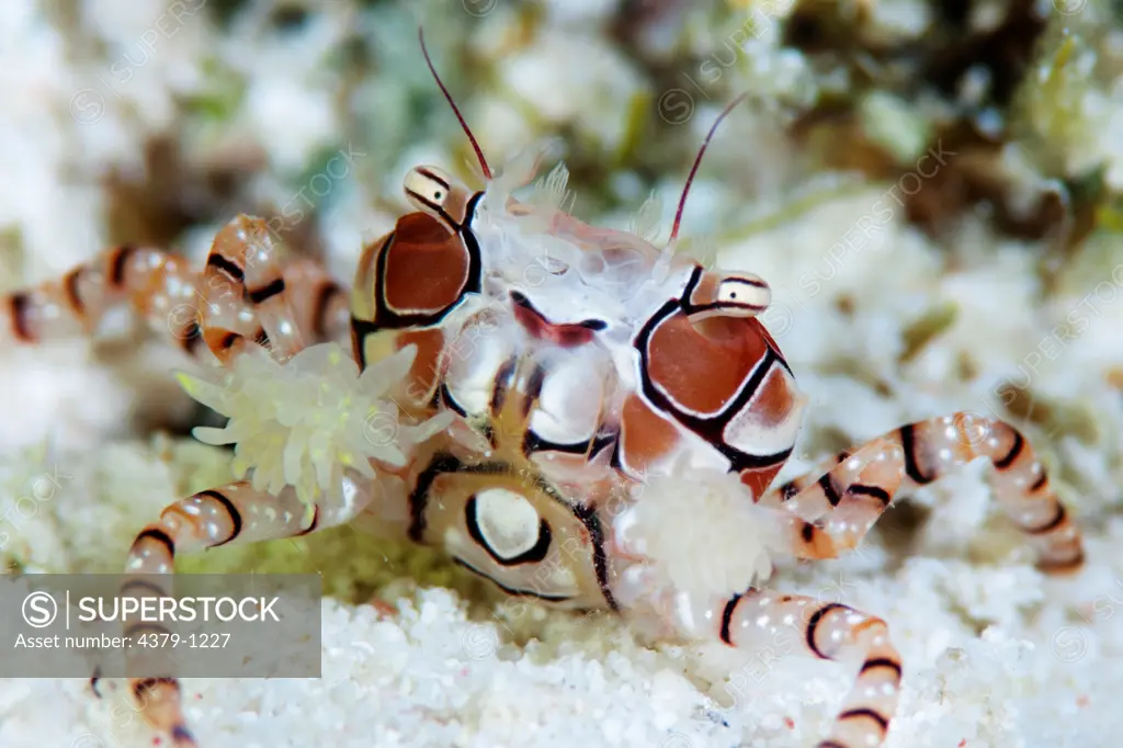 Boxing Crab With Protective Anemones