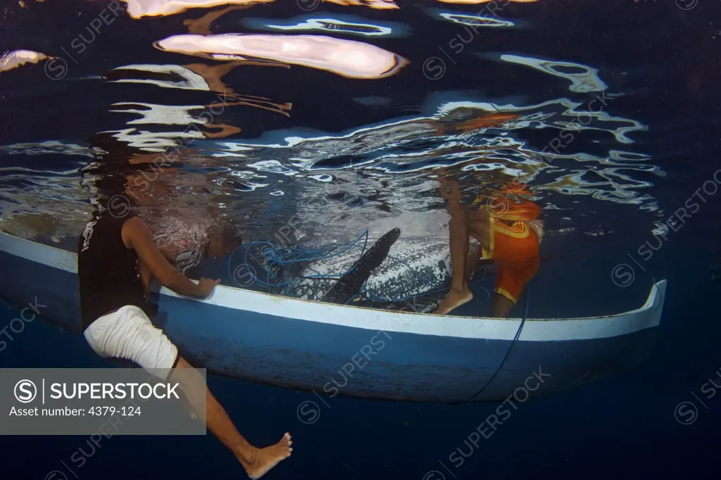Captured Leatherback Turtle Swamping Boat