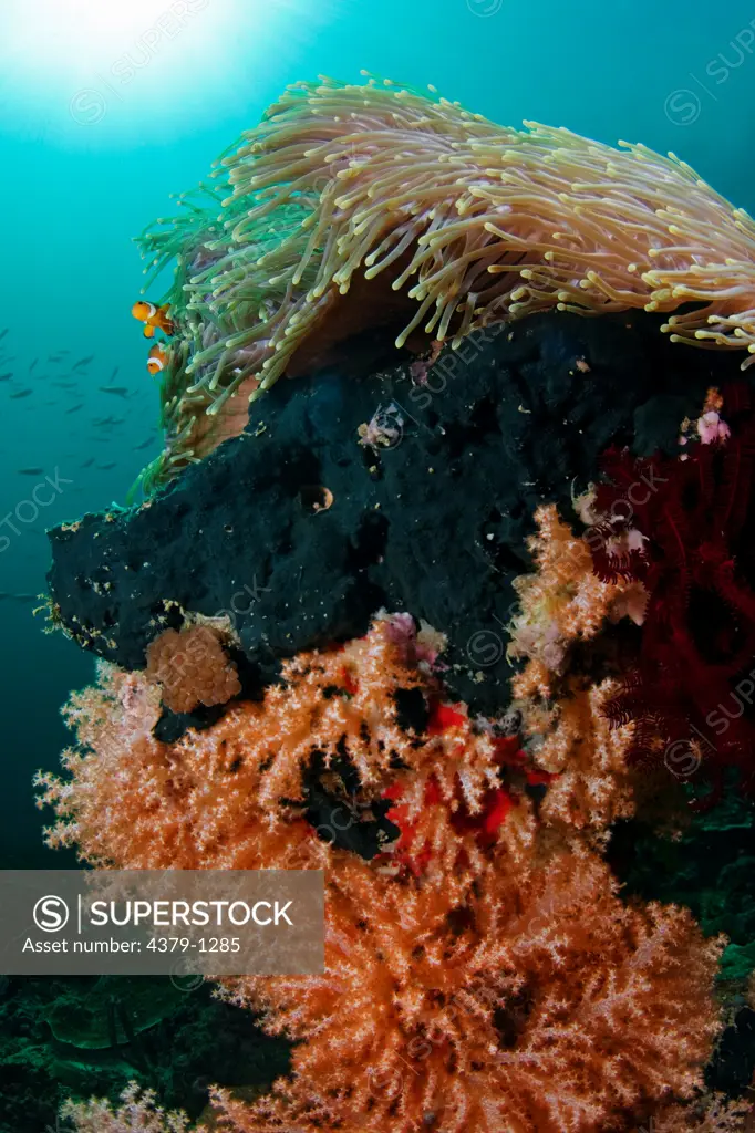 Soft Coral and Anemonefish
