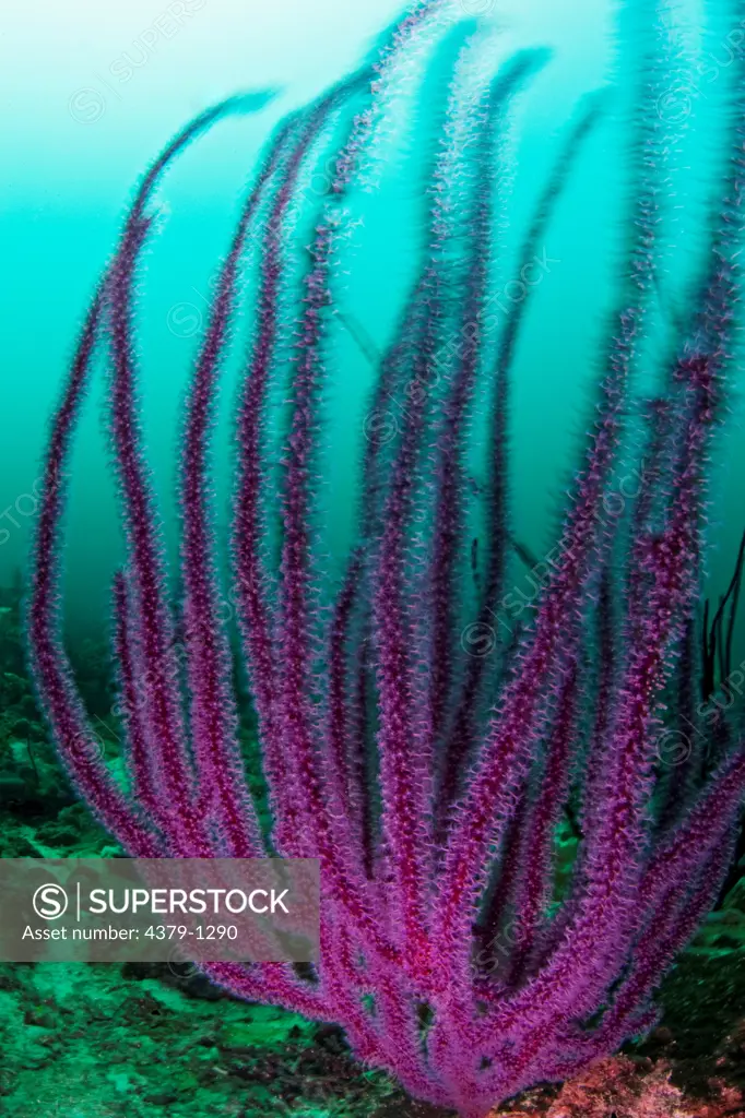 Swaying Soft Coral