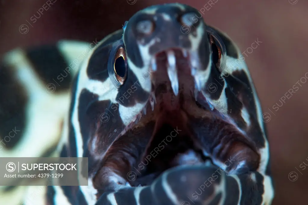 Portrait of Spotted Moray