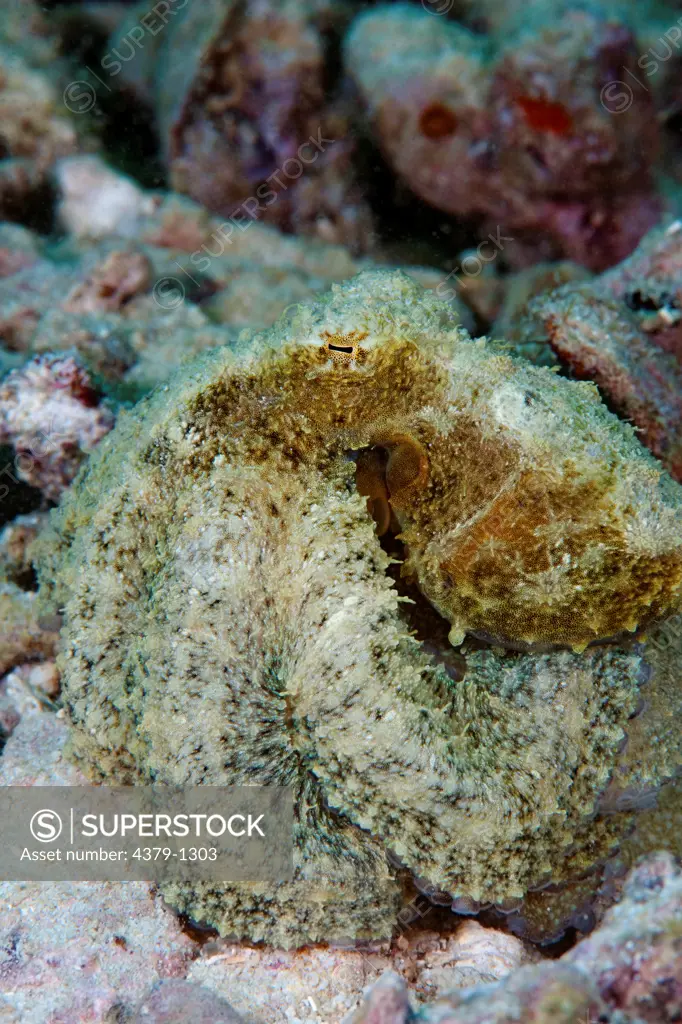 Juvenile Reef Octopus